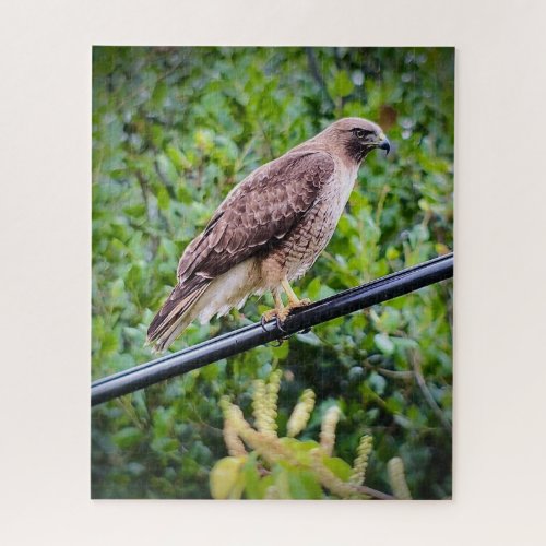 Red_tailed Hawk Jigsaw Puzzle