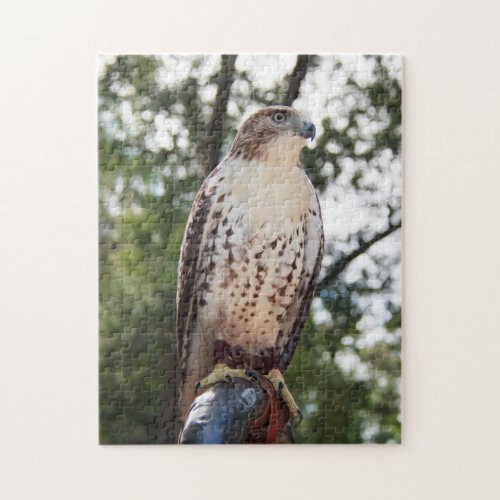 Red_Tailed Hawk Jigsaw Puzzle