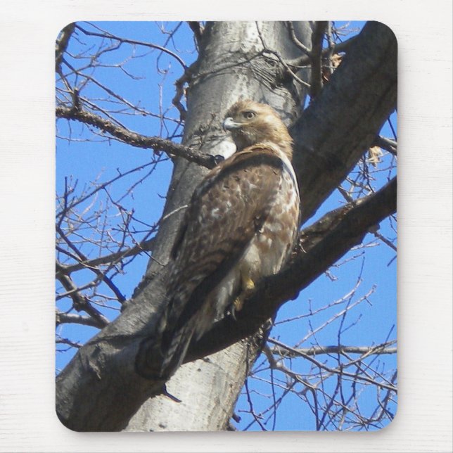 Red Tailed Hawk (Juevenile) Mouse Pad (Front)