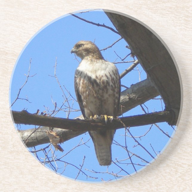 Red Tailed Hawk (Juvenile) Coasters (Front)