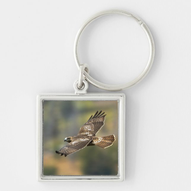 Red-tailed Hawk Keychain (Front)