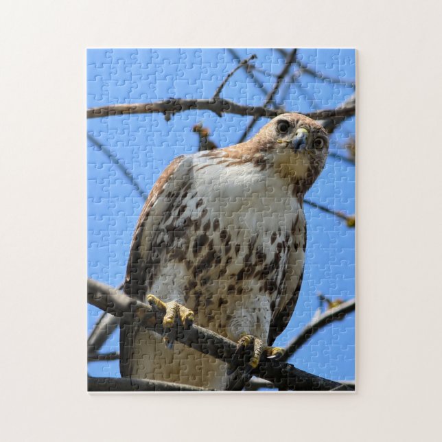 Red-tailed hawk looking at you jigsaw puzzle (Vertical)
