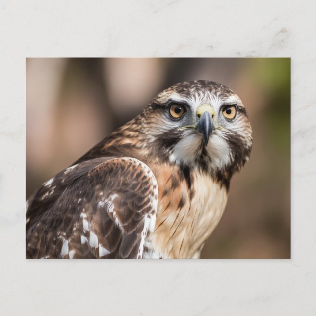Red-tailed hawk looking with anger postcard (Front)