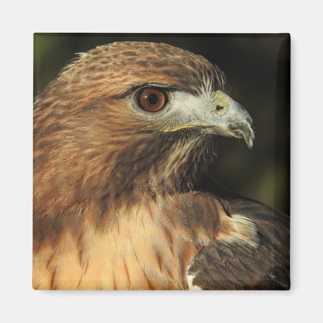 Red Tailed Hawk Magnet (Front)