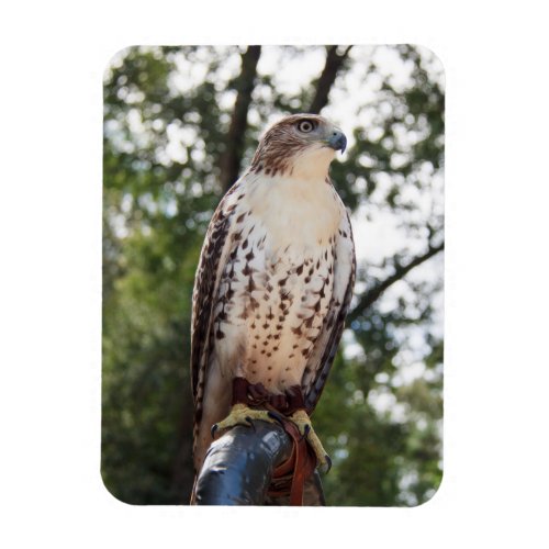 Red_Tailed Hawk Magnet