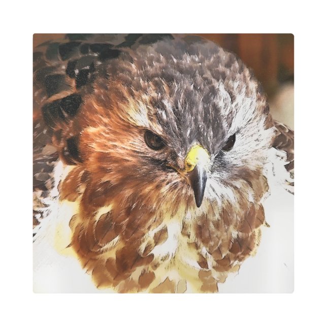 RED TAILED HAWK METAL PRINT (Front)