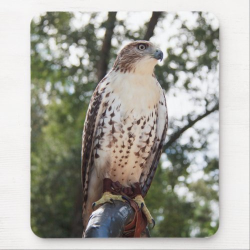 Red_Tailed Hawk Mouse Pad