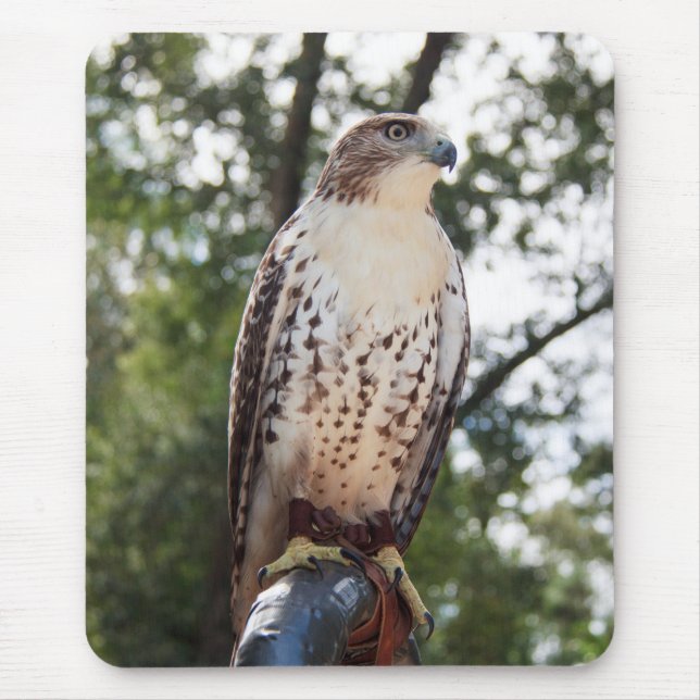 Red-Tailed Hawk Mouse Pad (Front)