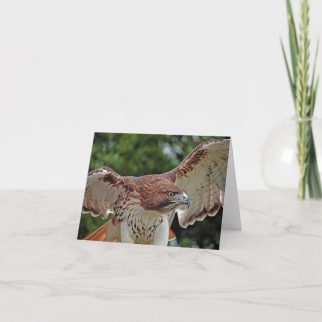 Red-tailed Hawk note card (Front)