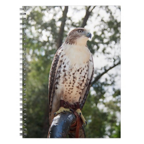 Red_Tailed Hawk Notebook