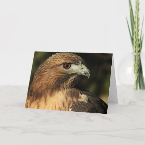 Red Tailed Hawk Notecard