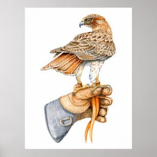 Red tailed hawk on Glove poster