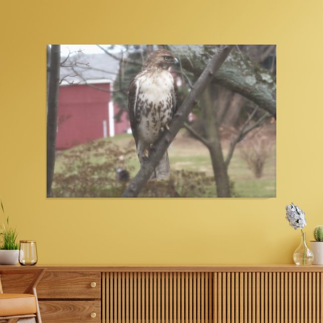 Red-tailed Hawk on Tree Red Barn 60" x 40" Canvas Print (Insitu(LivingRoom))