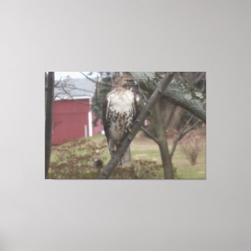 Red_tailed Hawk on Tree Red Barn 60 x 40 Canvas Print