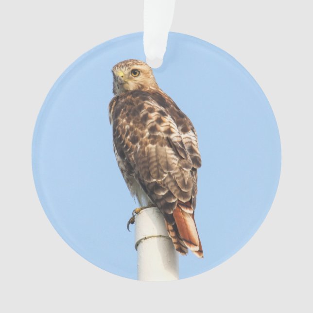 Red-tailed Hawk Ornament (Front)
