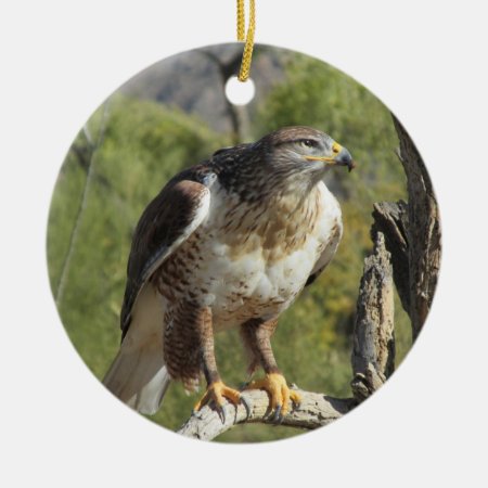 Red Tailed Hawk Ornament