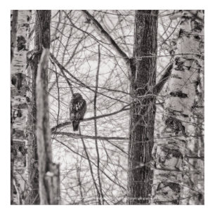 Red-tailed Hawk P8443 Acrylic Print