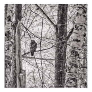 Red-tailed Hawk P8443 Acrylic Print