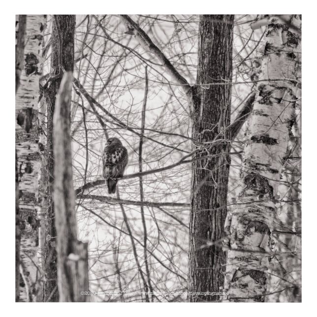 Red-tailed Hawk P8443 Acrylic Print (Front)