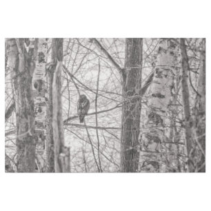 Red-tailed Hawk P8443 Gallery Wrap