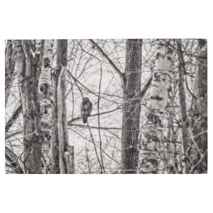 Red-tailed Hawk P8443 Metal Print