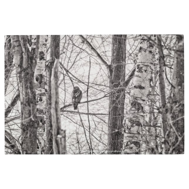 Red-tailed Hawk P8443 Metal Print (Front)