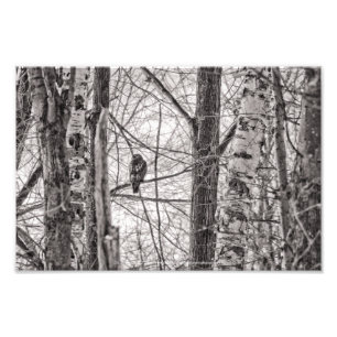 Red-tailed Hawk P8443 Photo Print