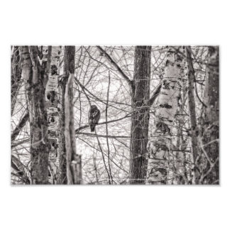 Red-tailed Hawk P8443 Photo Print