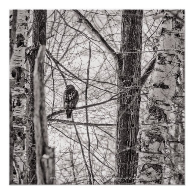 Red-tailed Hawk P8443 Poster (Front)