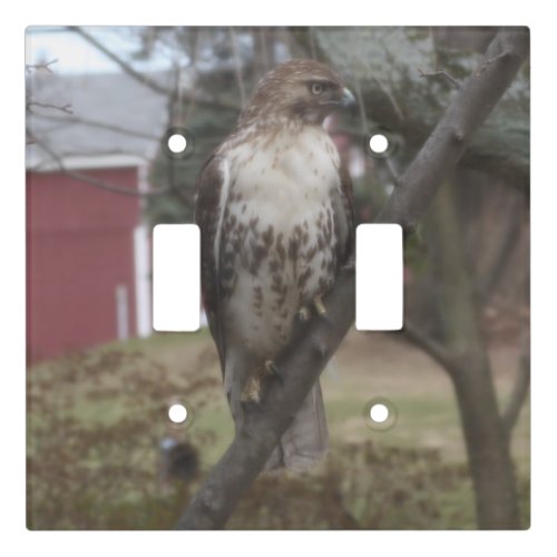 Red Tailed Hawk Perched in Tree Light Switch Cover