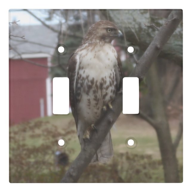 Red Tailed Hawk Perched in Tree Light Switch Cover (Front)