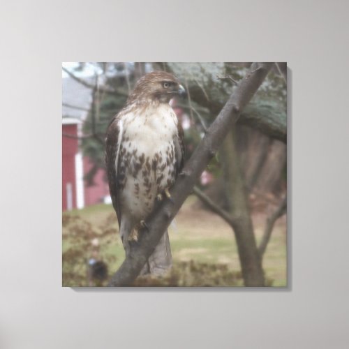 Red_tailed Hawk Perched on Branch 24 x 24 Canvas Print