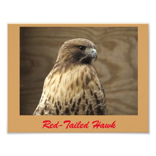 Red_tailed hawk photo