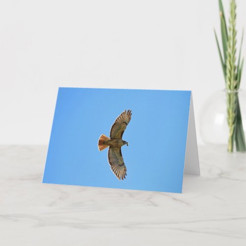 Red_Tailed Hawk Photo Card