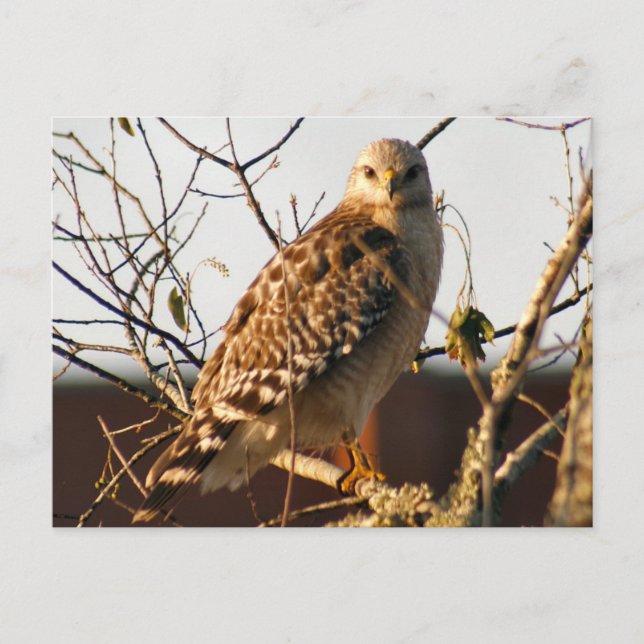 Red Tailed Hawk Photo Postcard (Front)