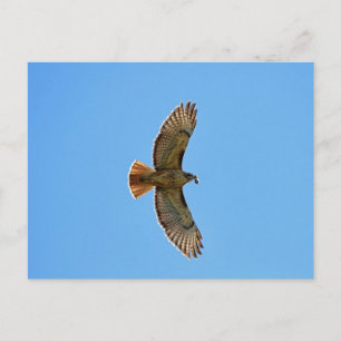 Red-Tailed Hawk Photo Postcard