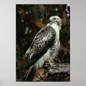Red Tailed Hawk Photo Poster by TheCardStore at Zazzle