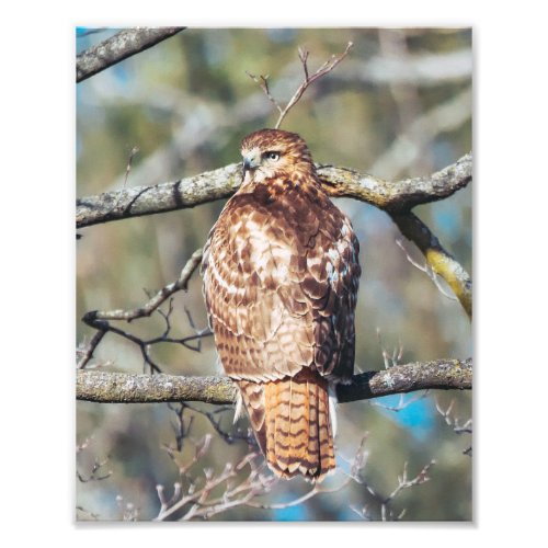 Red_tailed Hawk  Photo Print