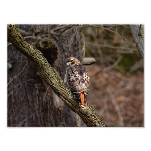 Red-Tailed Hawk Photo Print (Front)