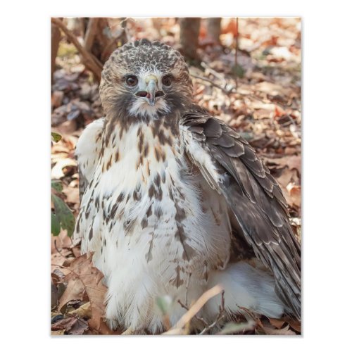 Red Tailed Hawk Photo Print