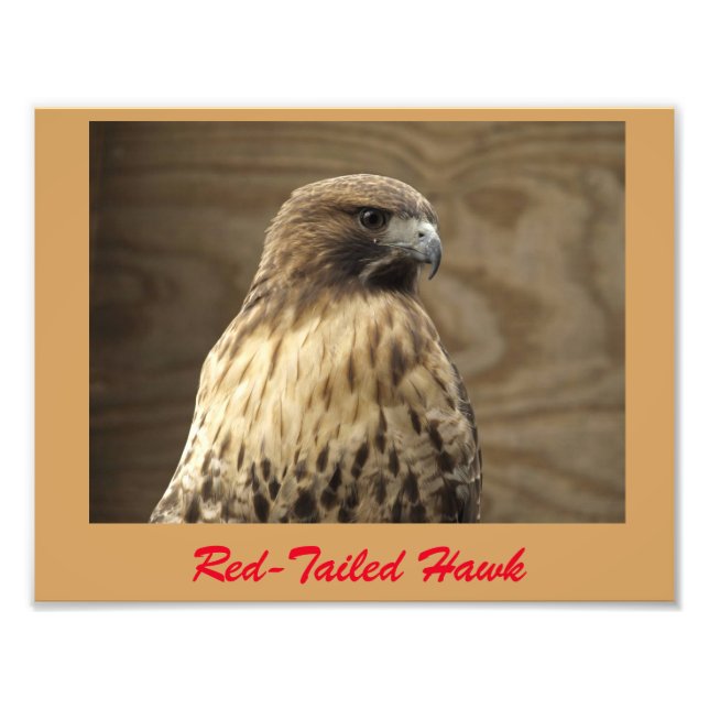 Red-tailed hawk photo print (Front)