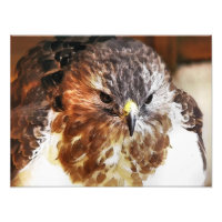 RED TAILED HAWK