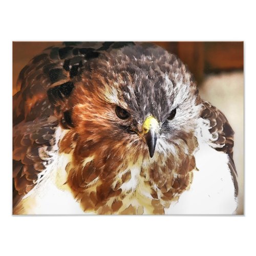 RED TAILED HAWK PHOTO PRINT