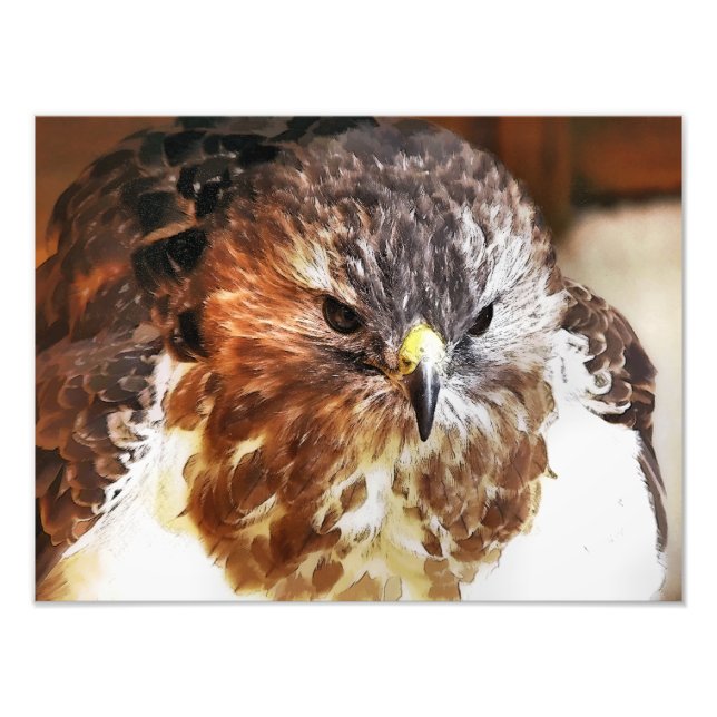 RED TAILED HAWK PHOTO PRINT (Front)