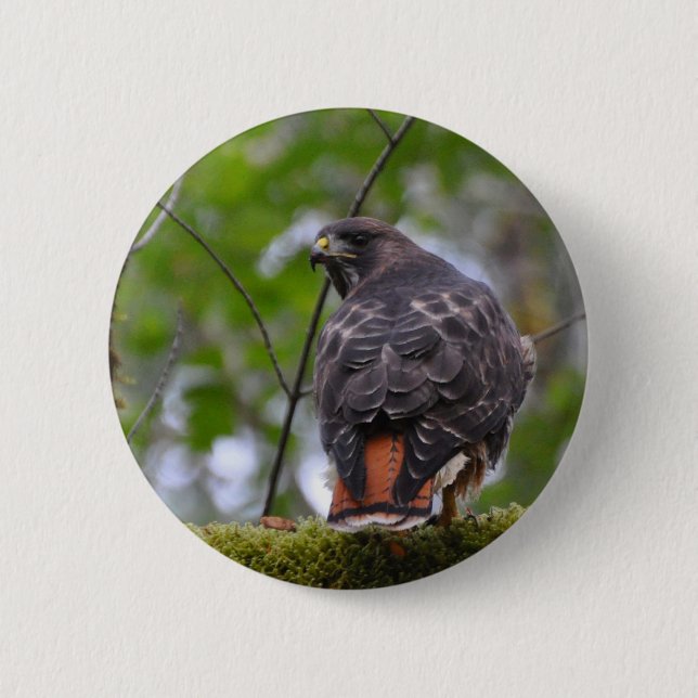 Red-Tailed Hawk Pinback Button (Front)