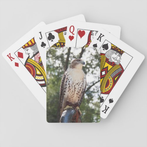 Red_Tailed Hawk Poker Cards