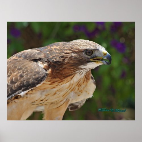 Red_tailed Hawk Portrait Poster