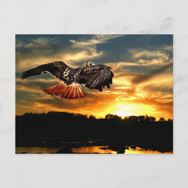 Red tailed hawk postcard (Front)