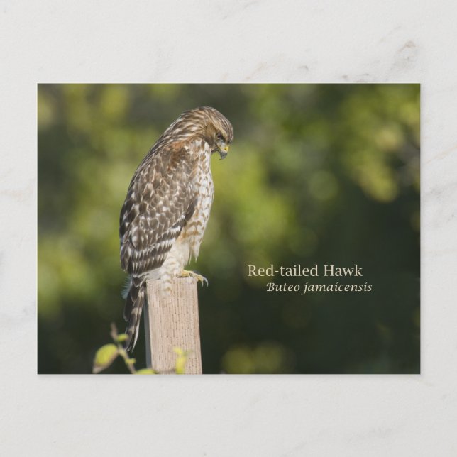 Red-tailed Hawk Postcard (Front)