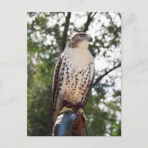 Red_Tailed Hawk Postcard